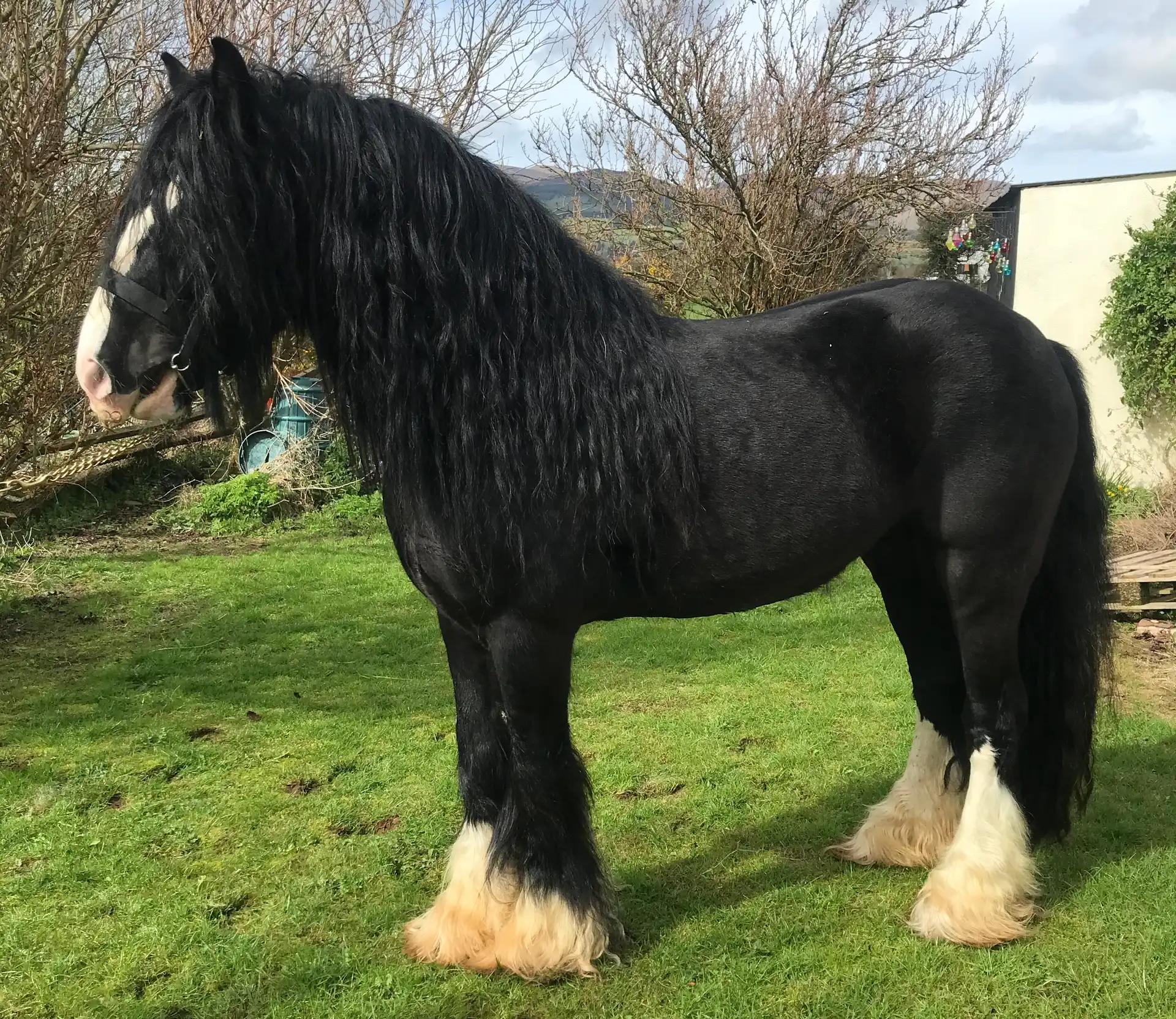Colour Farm Black Mischief, left side