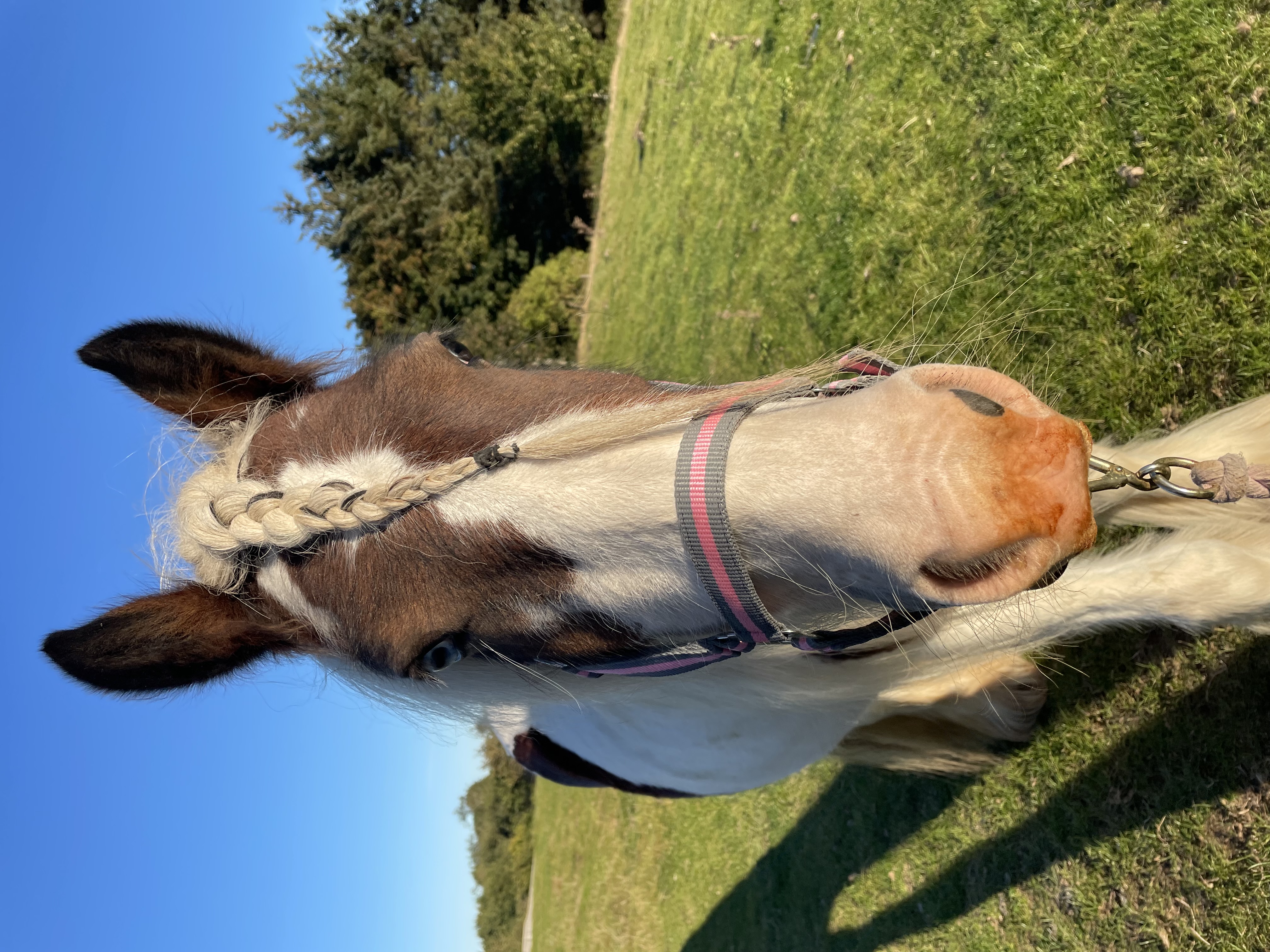 Diva by Blood Dakota - Media (Unknown)