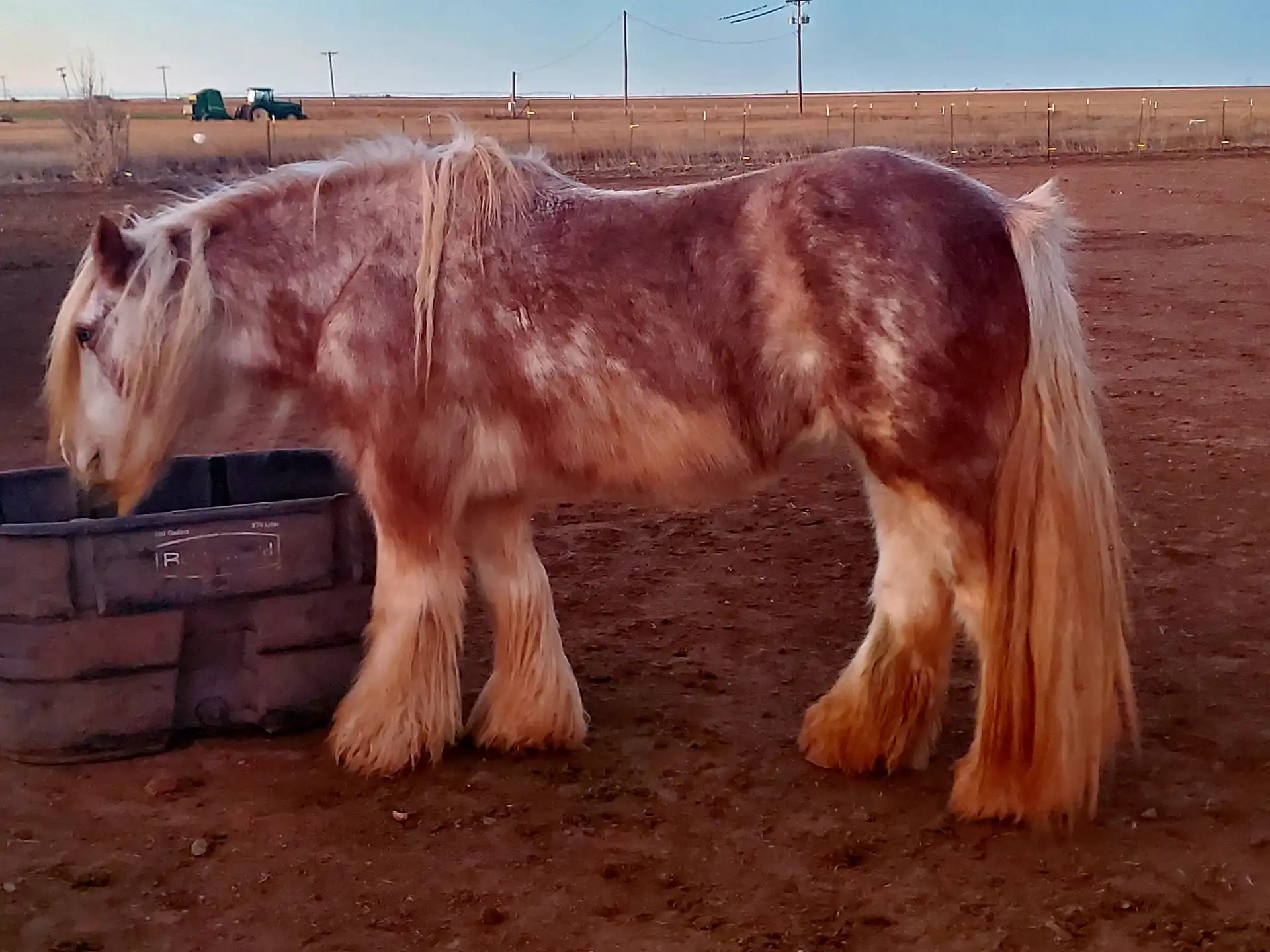 SD Pink Champaign - Media (Unknown)