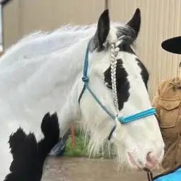 FF Meridas Eternal Evenstar - Media (Unknown)