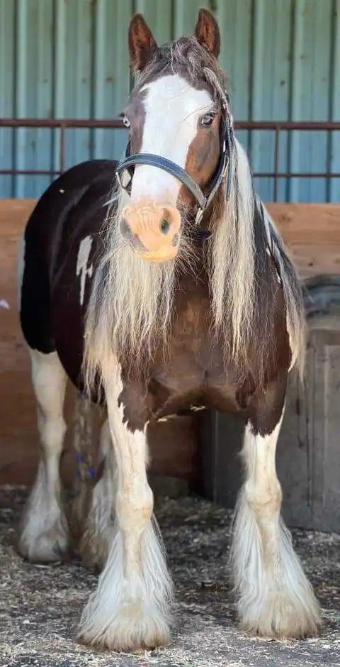 Verbal Pedigree - Media (1906)