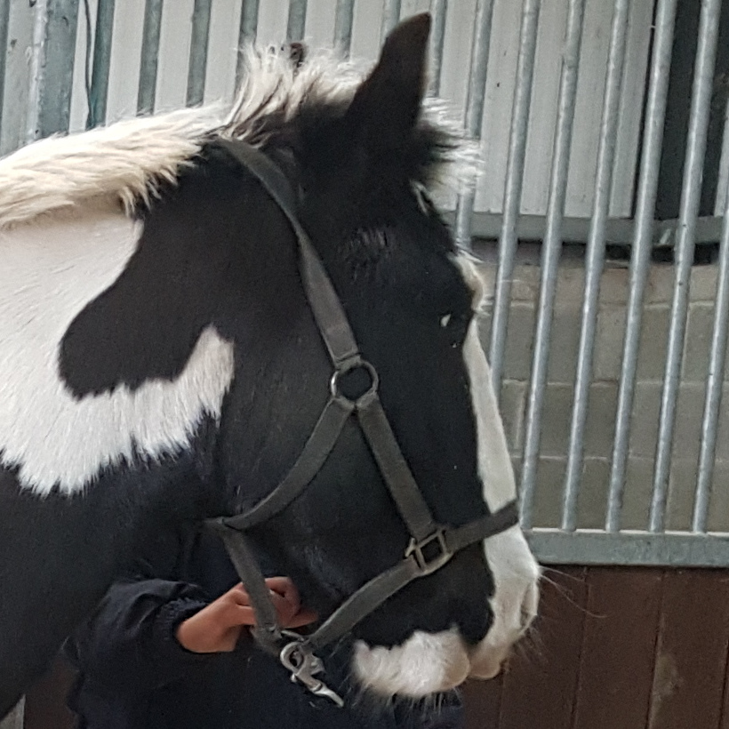 Tanzanite Vintage - Media (Unknown)