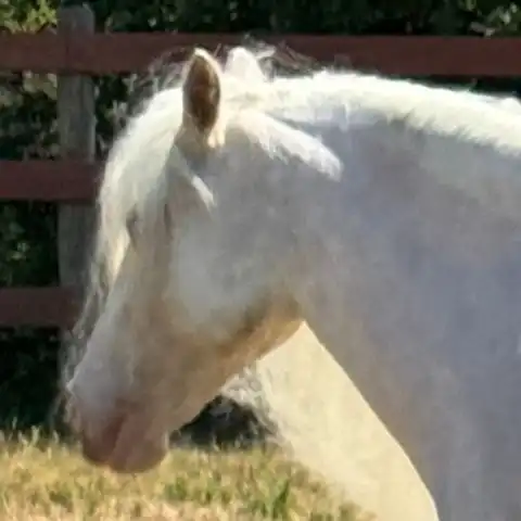 SD Adeleweiss - Media (Unknown)