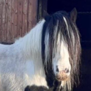 Logger - Media (Unknown)