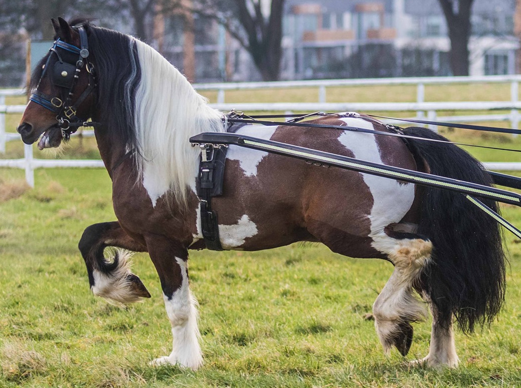 Son of Duke - Media (Unknown)