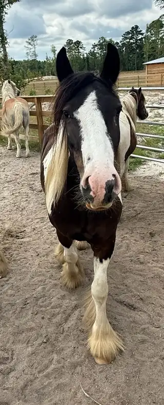 FDF Splashed With Royalty - Media (Unknown)