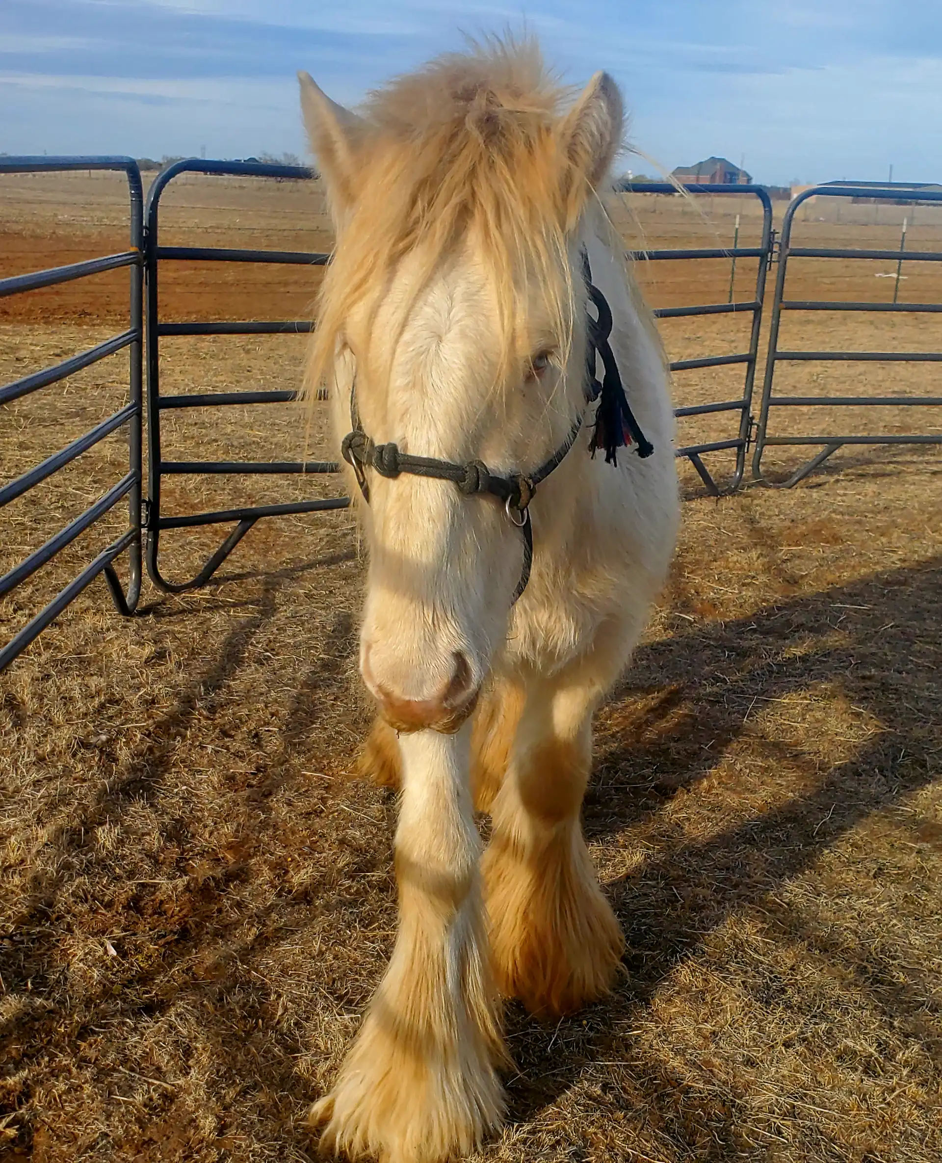 California Kid - Media (Unknown)