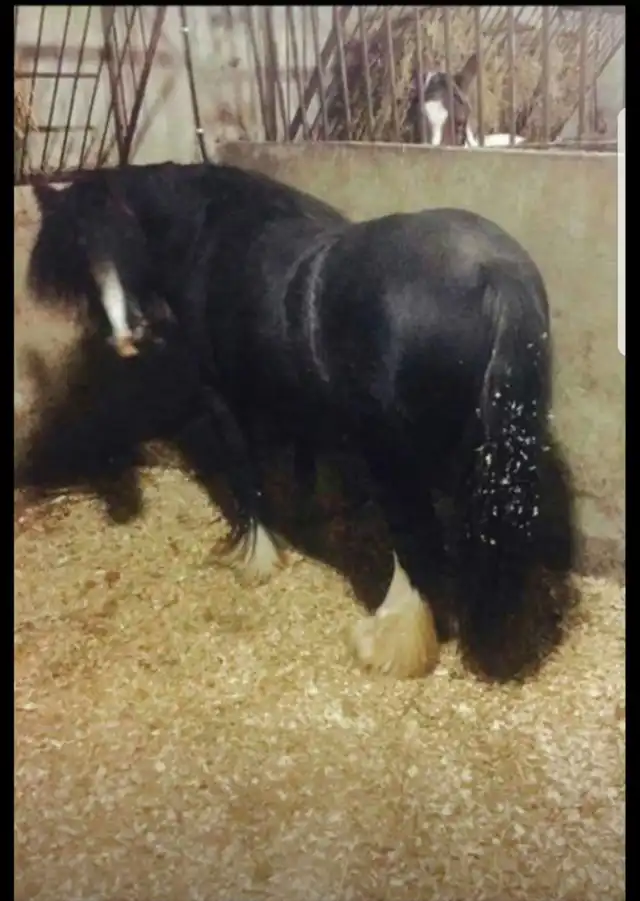 Verbal Pedigree - Media (2877)