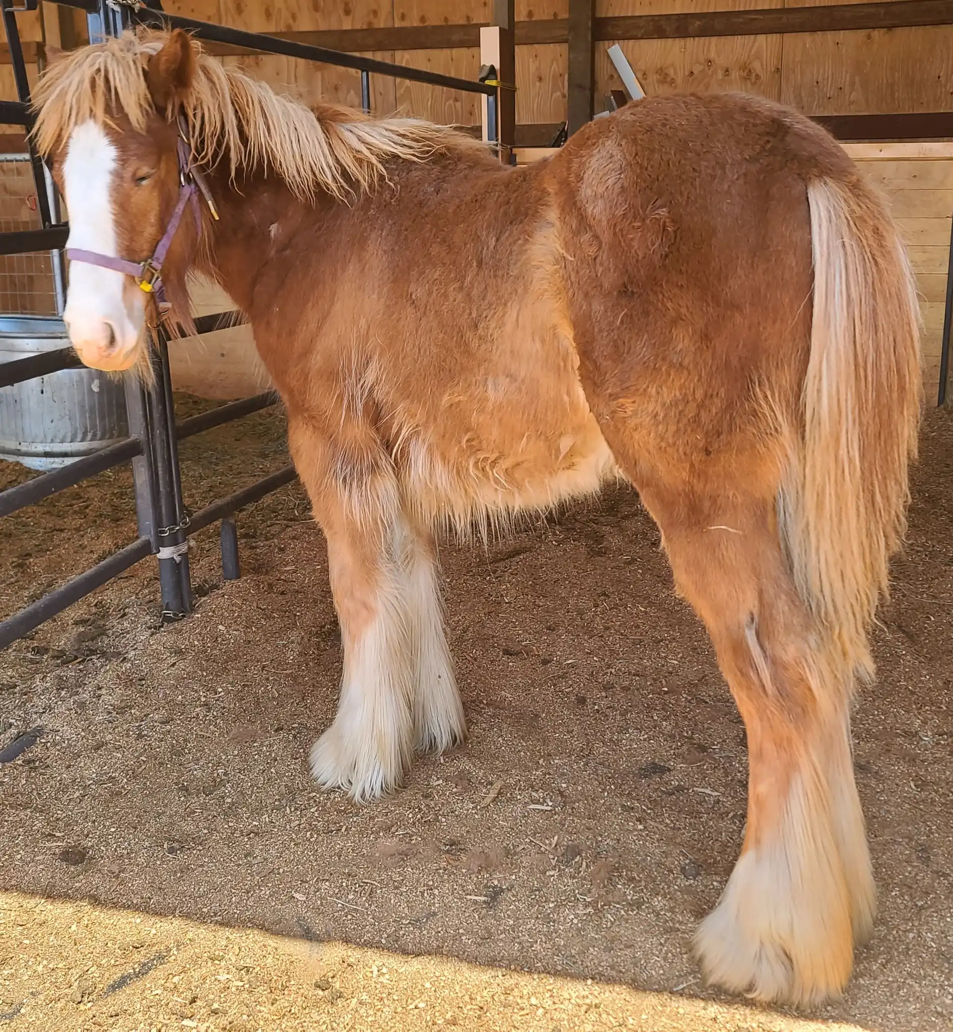 G.S. Golden Sunrise - Media (Unknown)