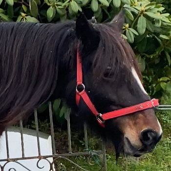 Black Bailie - Media (Unknown)