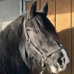 Maggie