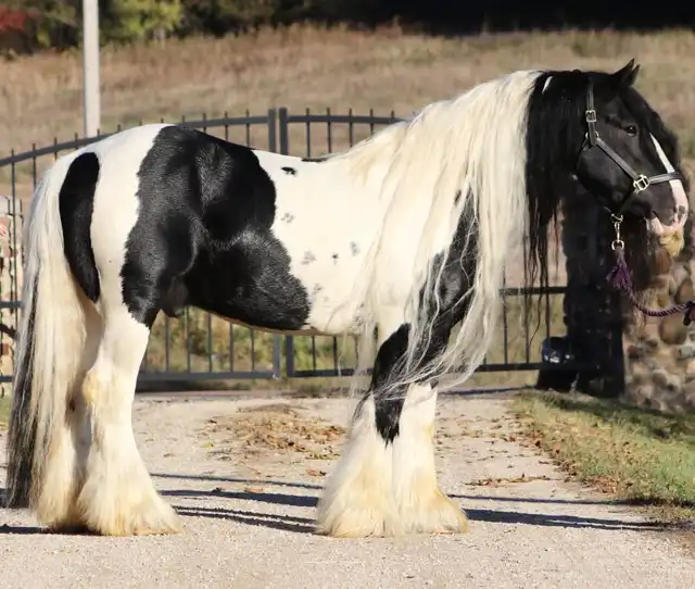 Lazarus of Feathered Gold - Media (Unknown)