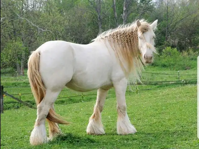 Registration Pedigree - Media (1765)