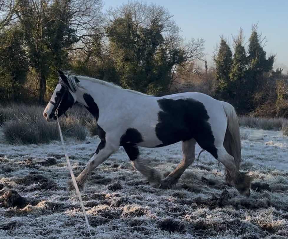 Moonlight Surprise - Media (Unknown)