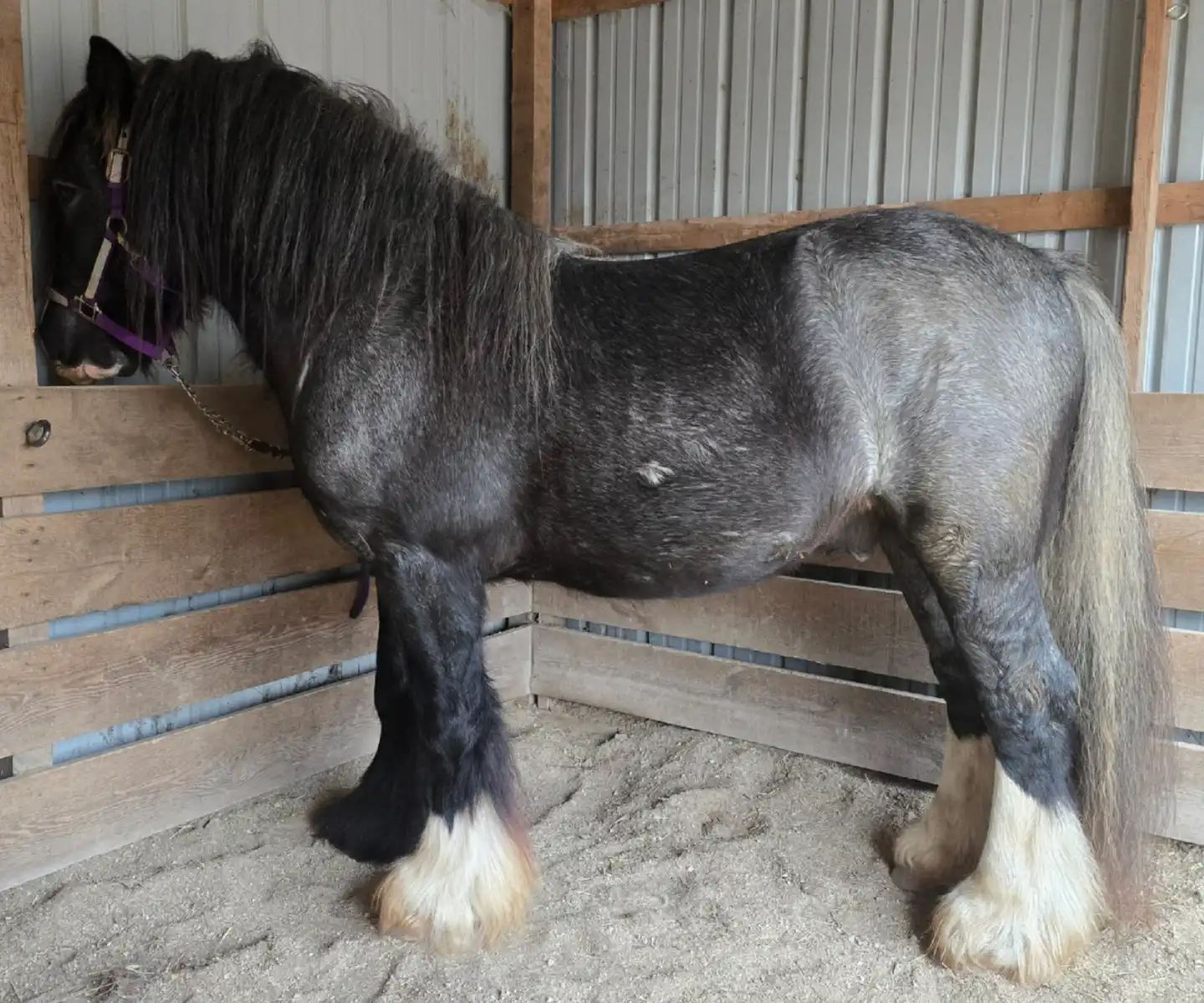 STL Roanin the Blue Corona - Media (Unknown)