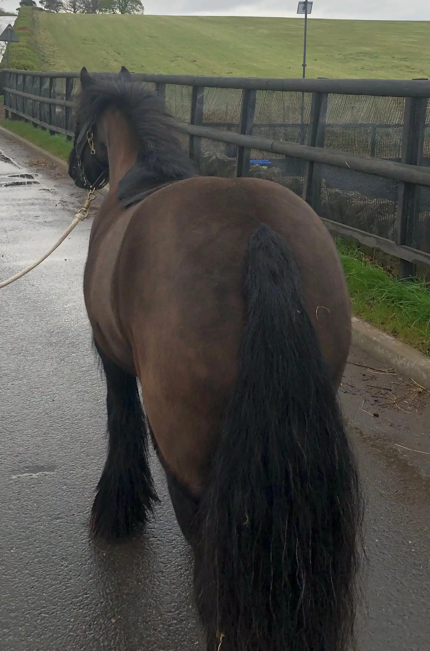 Clover, from behind