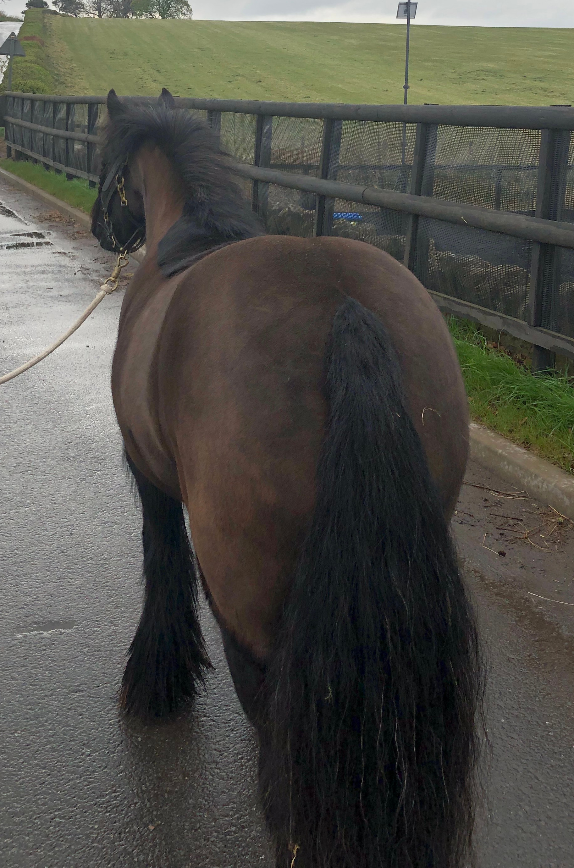 Clover - Media (Unknown)