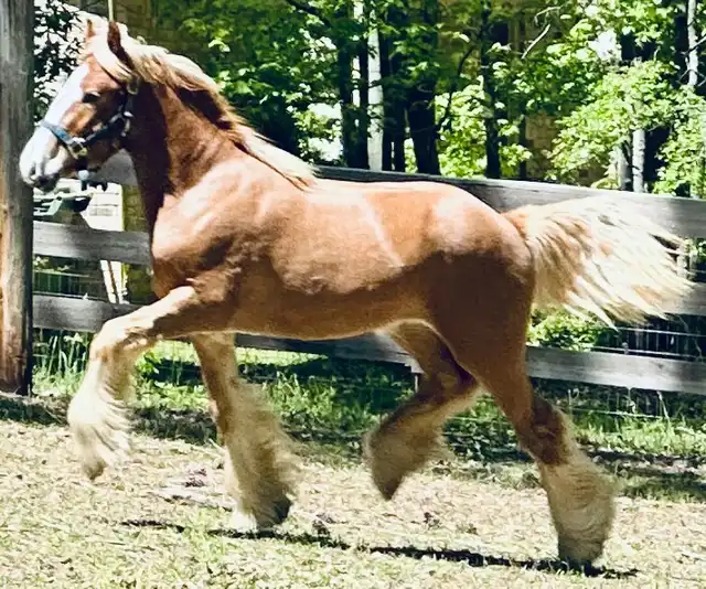 SMG Red Knight - Media (Unknown)