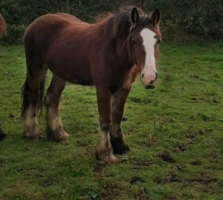 Moon Shine - Media (Unknown)