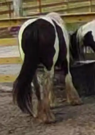 FLF McDreamy’s Endurance - Media (Unknown)