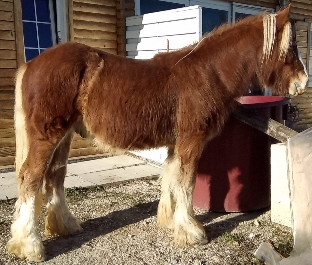 Irish Red II - Media (Unknown)