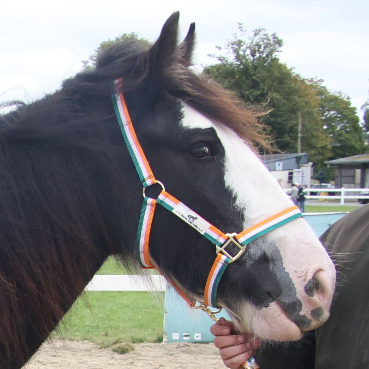 Big Marie - Media (Unknown)