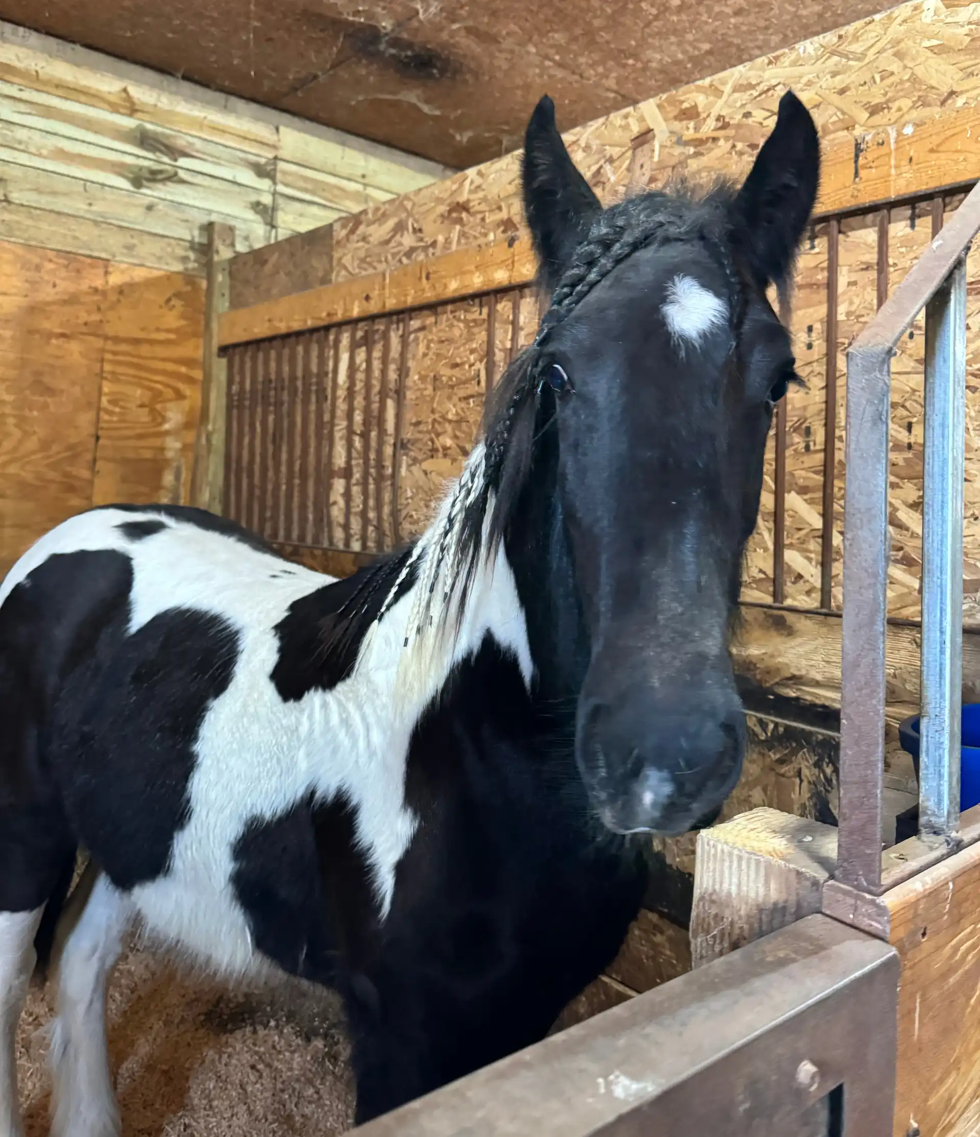 Belle Jl - Media (Unknown)