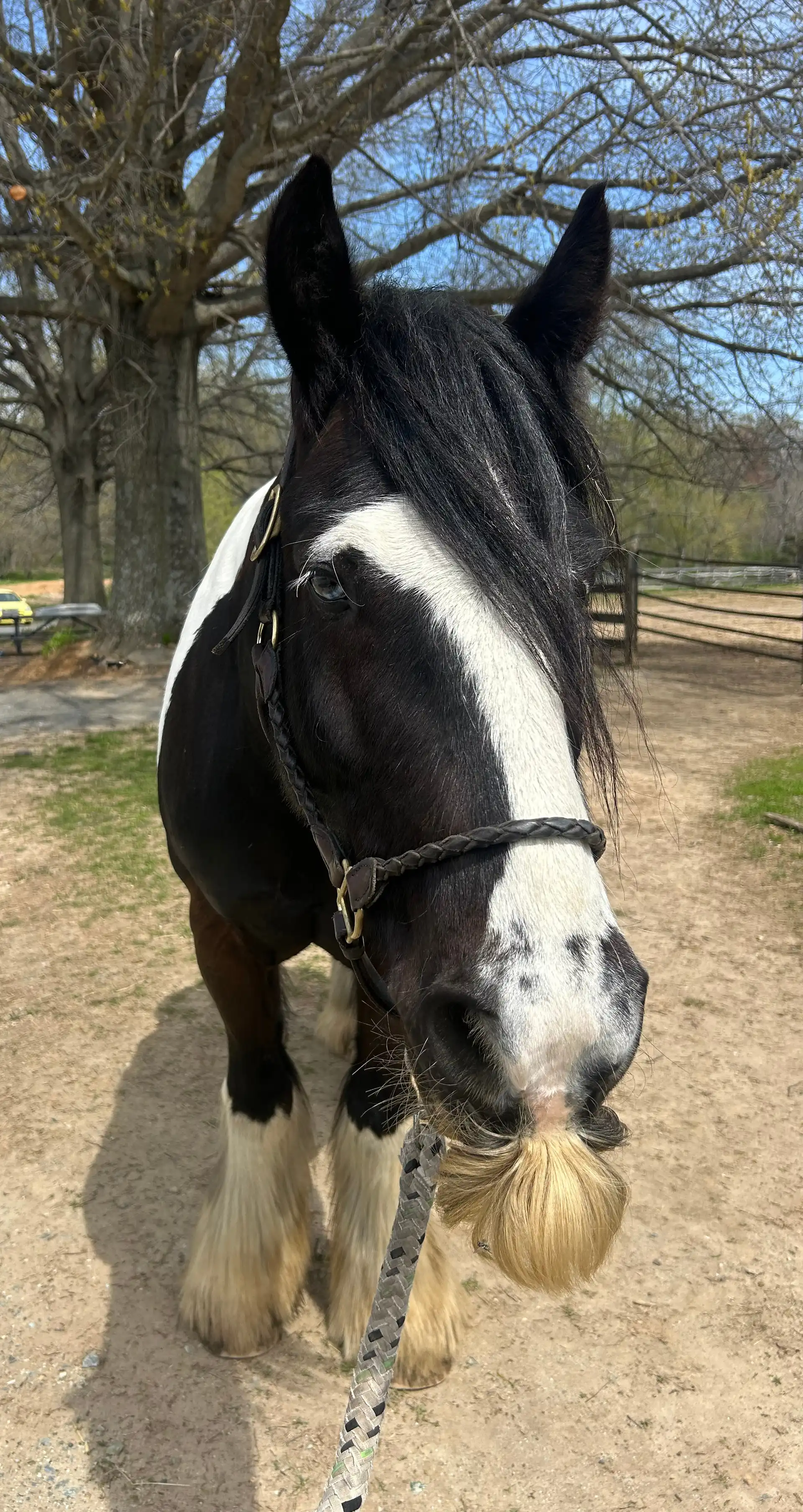 Rfm Gypsy Magics King Arthur of Alapocas - Media (Unknown)