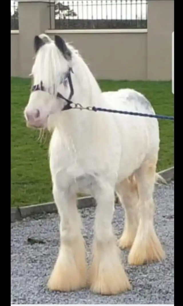 Verbal Pedigree - Media (2876)