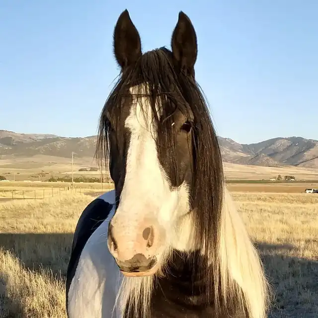 Taviaz Push Comes to Tango - Media (Unknown)