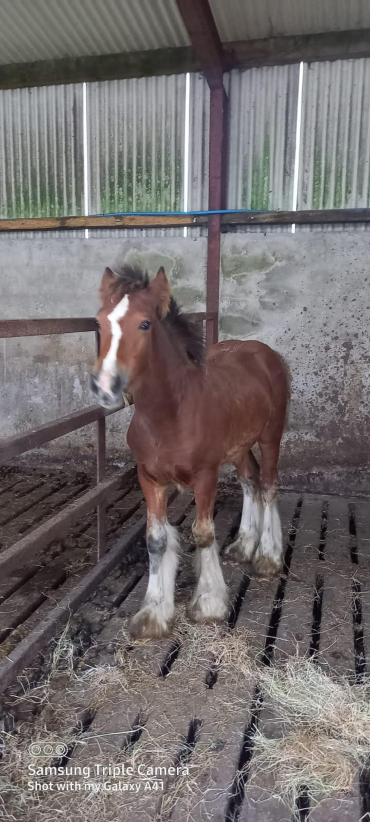 Doro Holder Vom Illerta - Media (Unknown)