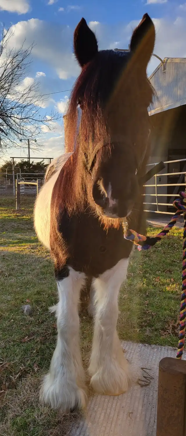 Ford Maverick - Media (Unknown)