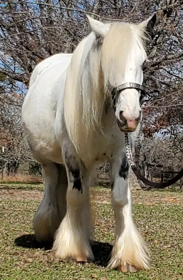 RsF Rsf Louis Vuittons Sophia - Media (Unknown)