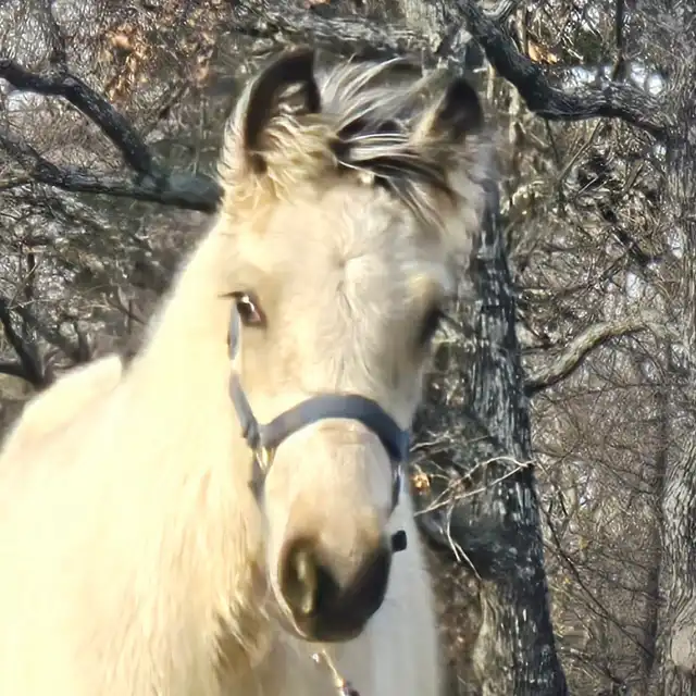 RsF  Indian Outlaw - Media (Unknown)