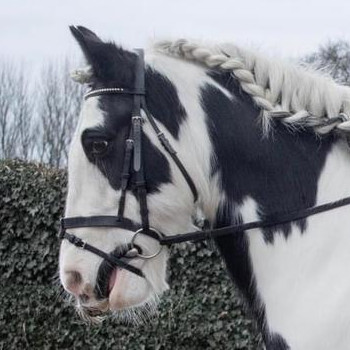 Keadies Kaleigh - Media (Unknown)