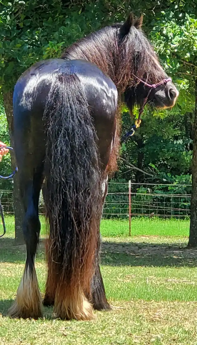 Rgr Shameless Indemnity - Media (Unknown)