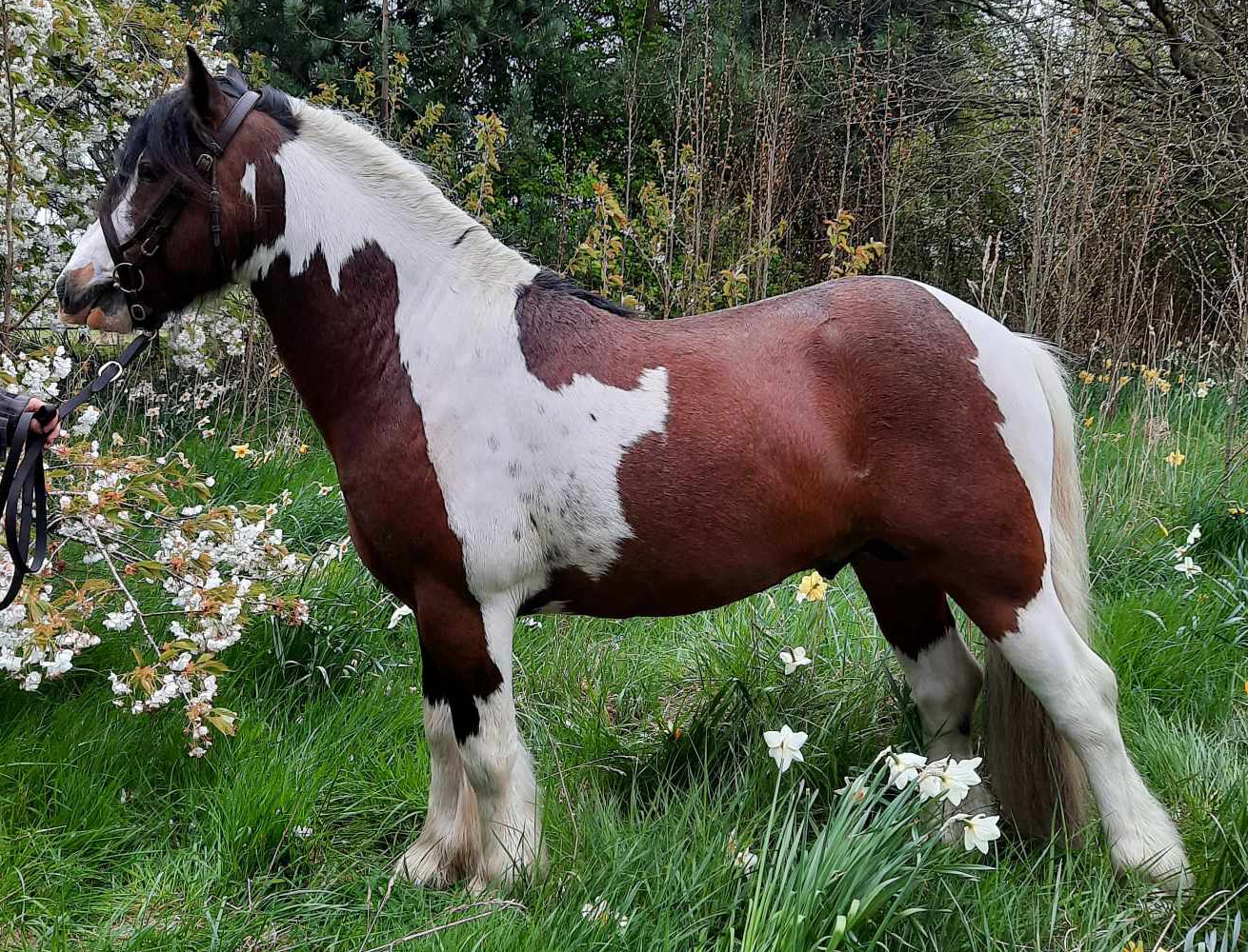 Barri Sarkani - Media (Unknown)