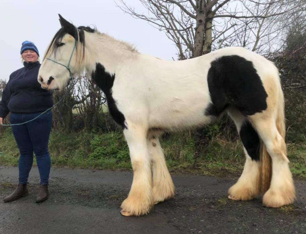 Harley Quinn - Media (Unknown)