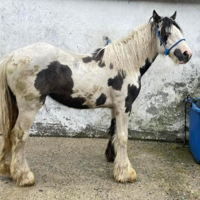 Patches - Media (Unknown)