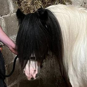 Kings Man - Media (Unknown)