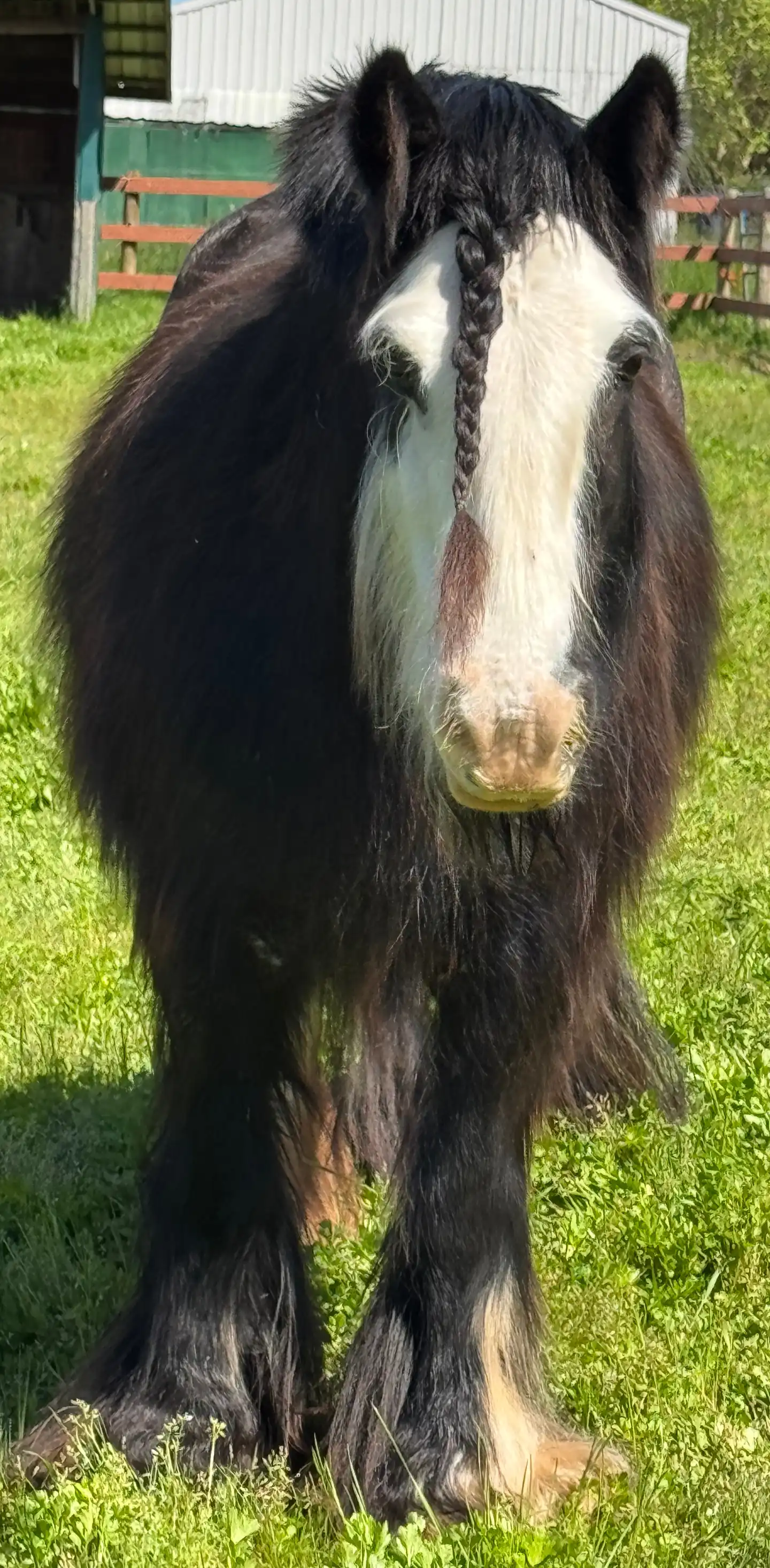 SD Kohls Streetfighters Dream - Media (Unknown)