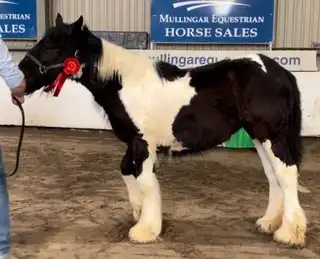 Cleggan Ebony & Ivory, left side
