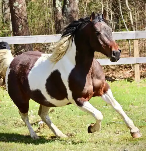 Country Sunset - Media (Unknown)