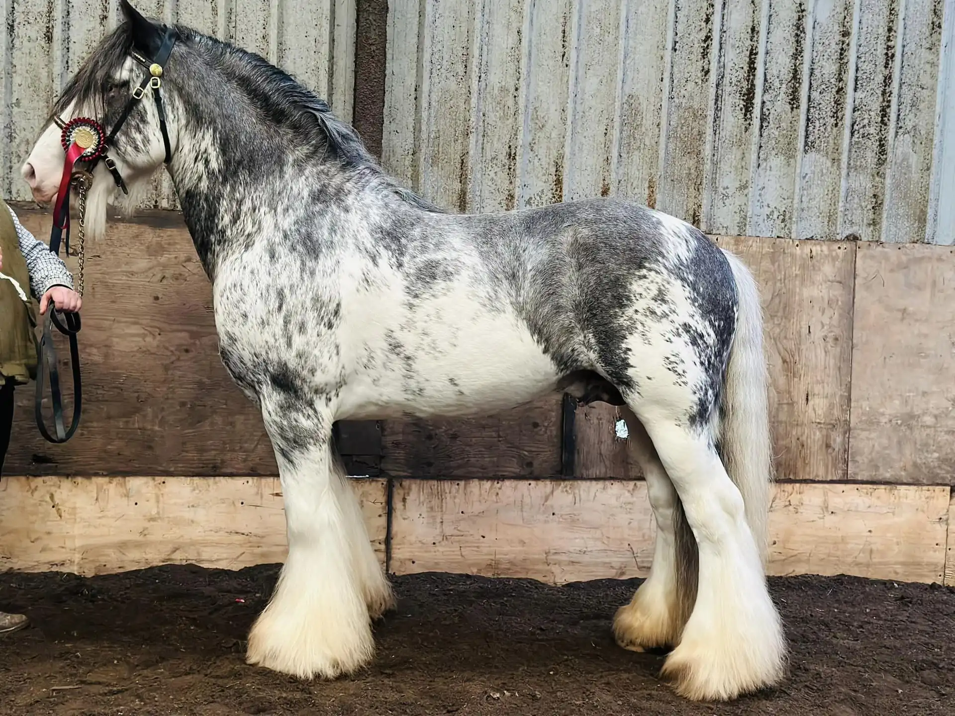 DEVINECOBS Devine’s Big Blue, left side