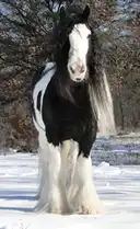 Verbal Pedigree - Media (1843)