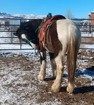 SAB Seven Days to Ragnarok - Media (Unknown)