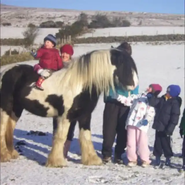 Cleggan Irish Cobs and Ponies - Media (2545)