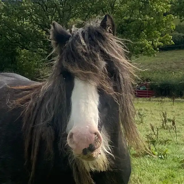 Pickles - Media (Unknown)