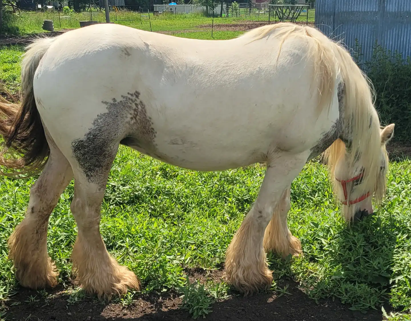 Cashmere of Lexlin - Media (Unknown)