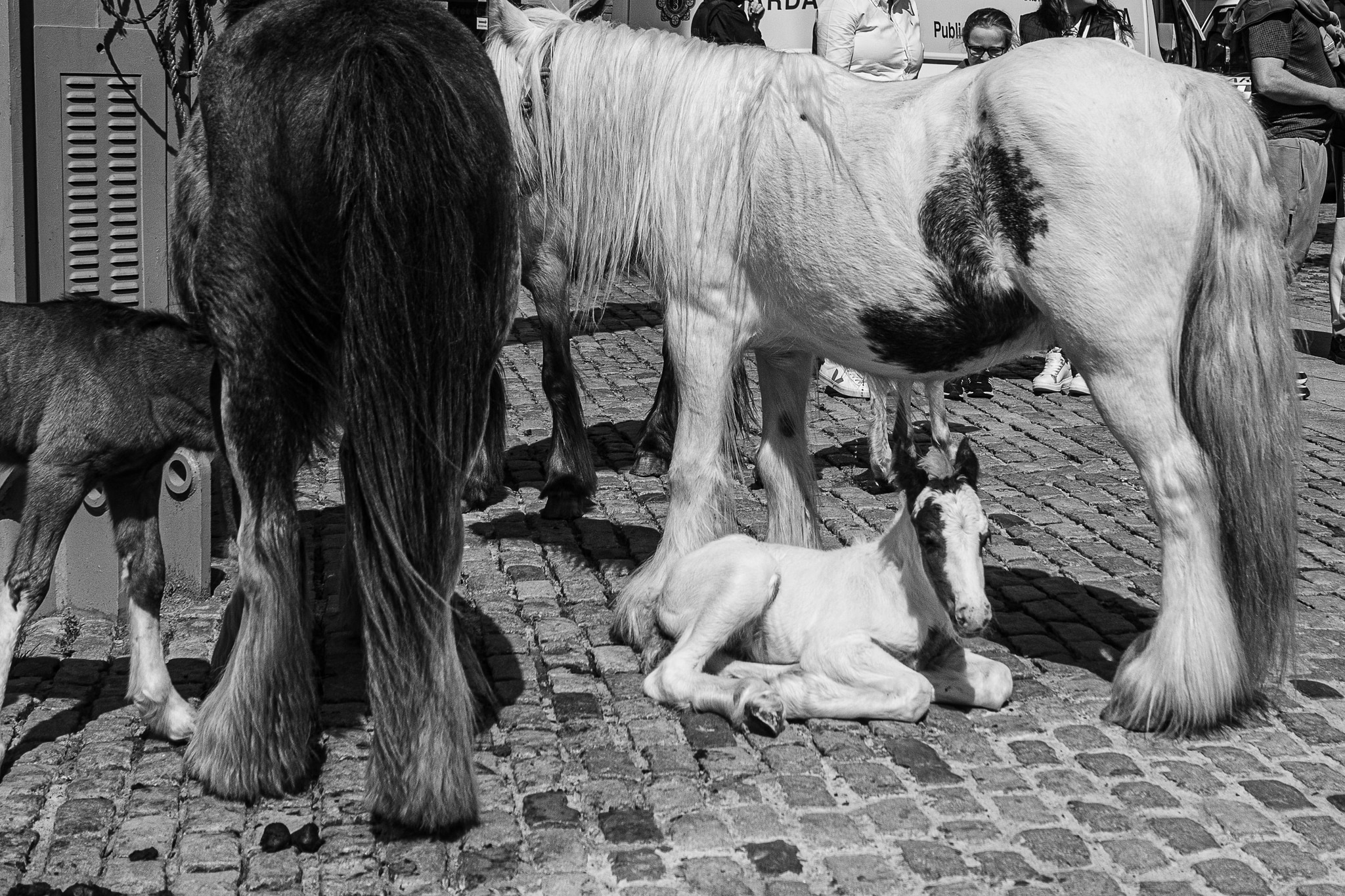 Damo Higgins - Media (725)